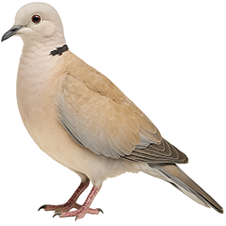 African Collared Dove